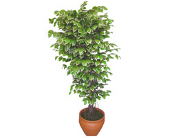 Ficus zel Starlight 1,75 cm   Hakkari online iek gnderme sipari 