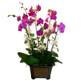  Hakkari online iek gnderme sipari  4 adet orkide iegi