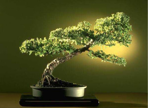ithal bonsai saksi iegi  Hakkari hediye iek yolla 