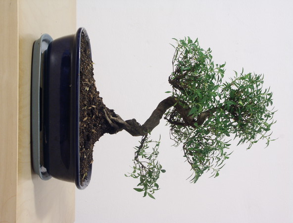 ithal bonsai saksi iegi  Hakkari internetten iek siparii 