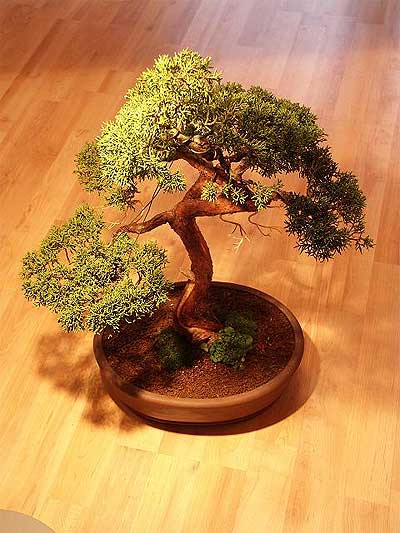 ithal bonsai saksi iegi  Hakkari iek servisi , ieki adresleri 