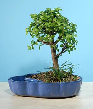 ithal bonsai saksi iegi  Hakkari internetten iek sat 