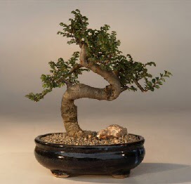 ithal bonsai saksi iegi  Hakkari uluslararas iek gnderme 