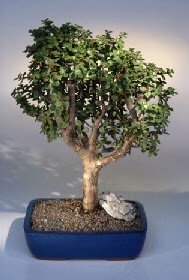  Hakkari iek yolla  ithal bonsai saksi iegi  Hakkari internetten iek sat 