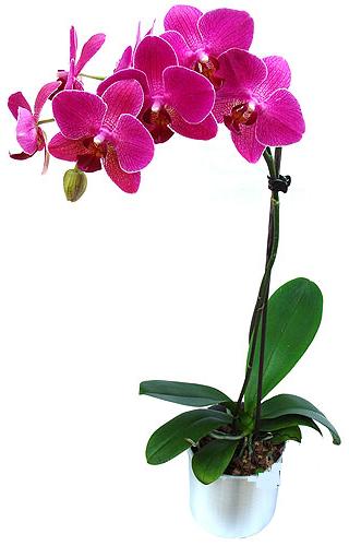  Hakkari hediye iek yolla  saksi orkide iegi