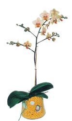  Hakkari iek siparii vermek  Phalaenopsis Orkide ithal kalite