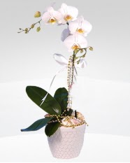 1 dall orkide saks iei  Hakkari yurtii ve yurtd iek siparii 