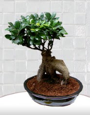 saks iei japon aac bonsai  Hakkari iek maazas , ieki adresleri 