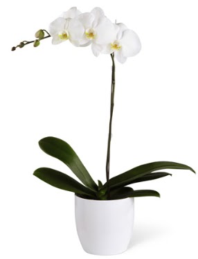 1 dall beyaz orkide  Hakkari uluslararas iek gnderme 