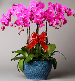 7 dall mor orkide  Hakkari hediye sevgilime hediye iek 