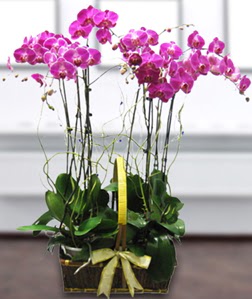 4 dall mor orkide  Hakkari kaliteli taze ve ucuz iekler 