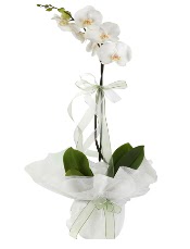 1 dal beyaz orkide iei  Hakkari internetten iek siparii 