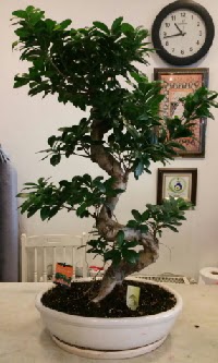 100 cm yksekliinde dev bonsai japon aac  Hakkari iek yolla , iek gnder , ieki  
