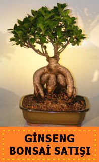 Ginseng bonsai sat japon aac  Hakkari online iek gnderme sipari 