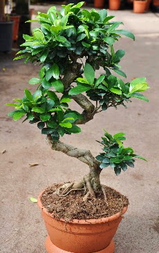 Orta boy bonsai saks bitkisi  Hakkari iekiler 