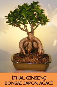 thal japon aac ginseng bonsai sat  Hakkari iek yolla , iek gnder , ieki  