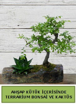 Ahap ktk bonsai kakts teraryum  Hakkari iekiler 