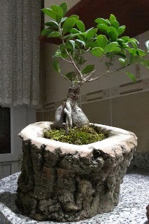 Ahap ktk ierisinde ginseng bonsai  Hakkari iekiler 