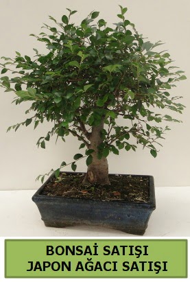 Minyatr bonsai japon aac sat  Hakkari nternetten iek siparii 