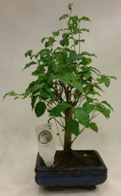 Minyatr bonsai japon aac sat  Hakkari iek gnderme 