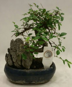 thal 1.ci kalite bonsai japon aac  Hakkari ieki telefonlar 
