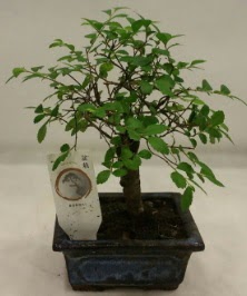 Minyatr ithal japon aac bonsai bitkisi  Hakkari ieki telefonlar 