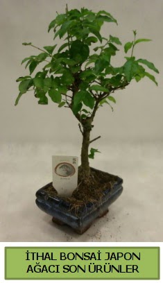 thal bonsai japon aac bitkisi  Hakkari anneler gn iek yolla 