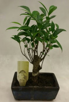 Japon aac bonsai bitkisi sat  Hakkari iek gnderme 