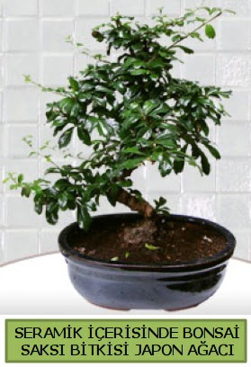 Seramik vazoda bonsai japon aac bitkisi  Hakkari ieki maazas 