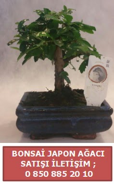 Japon aac minyar bonsai sat  Hakkari ieki telefonlar 
