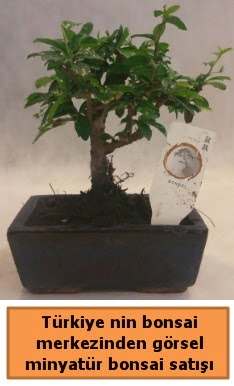 Japon aac bonsai sat ithal grsel  Hakkari iek gnderme sitemiz gvenlidir 
