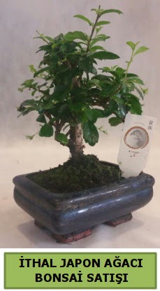 thal japon aac bonsai bitkisi sat  Hakkari iek gnderme 