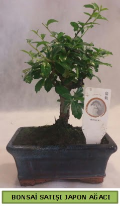 Minyatr bonsai aac sat  Hakkari iek yolla 