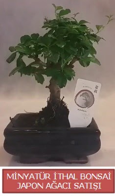Kk grsel bonsai japon aac bitkisi  Hakkari iek sat 