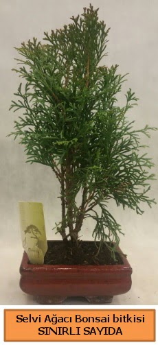 Selvi aac bonsai japon aac bitkisi  Hakkari ieki telefonlar 