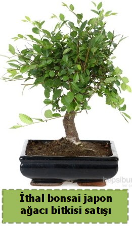 thal bonsai saks iei Japon aac sat  Hakkari iek yolla , iek gnder , ieki  