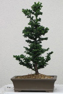 am aac bonsai bitkisi sat  Hakkari iek gnderme 
