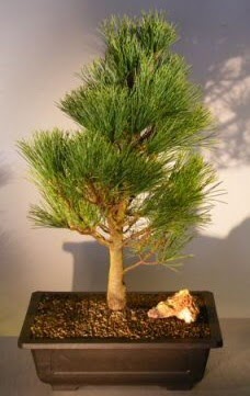 am aac japon aac bitkisi bonsai  Hakkari iek gnderme 