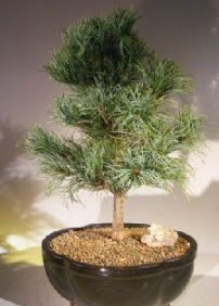 am aac bonsai bitkisi sat  Hakkari iek , ieki , iekilik 