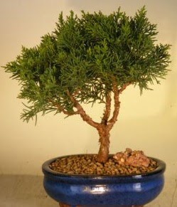 Servi am bonsai japon aac bitkisi  Hakkari iek gnderme sitemiz gvenlidir 
