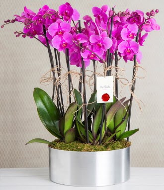 11 dall mor orkide metal vazoda  Hakkari nternetten iek siparii 