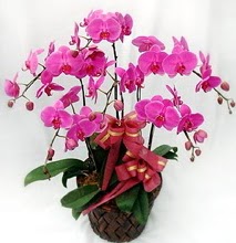 Sepet ierisinde 5 dall lila orkide  Hakkari iek , ieki , iekilik 