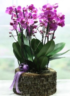 Ktk ierisinde 6 dall mor orkide  Hakkari iek , ieki , iekilik 