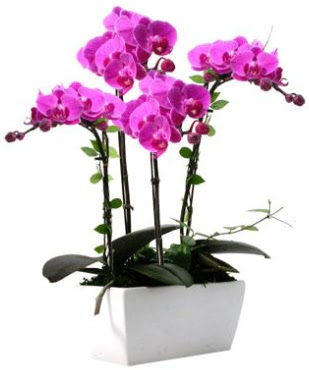 Seramik vazo ierisinde 4 dall mor orkide  Hakkari ieki telefonlar 