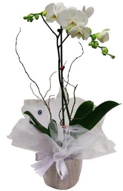 Tek dall beyaz orkide  Hakkari online iek gnderme sipari 