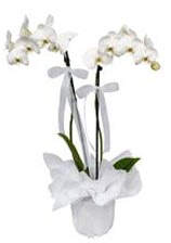 2 dall beyaz orkide  Hakkari kaliteli taze ve ucuz iekler 