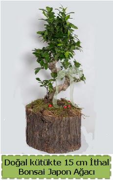 Doal ktkte thal bonsai japon aac  Hakkari iek yolla 