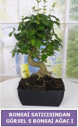S dal erilii bonsai japon aac  Hakkari ieki telefonlar 