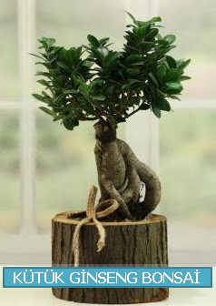 Ktk aa ierisinde ginseng bonsai  Hakkari nternetten iek siparii 
