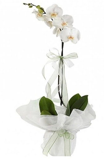 Tekli Beyaz Orkide  Hakkari ucuz iek gnder 
